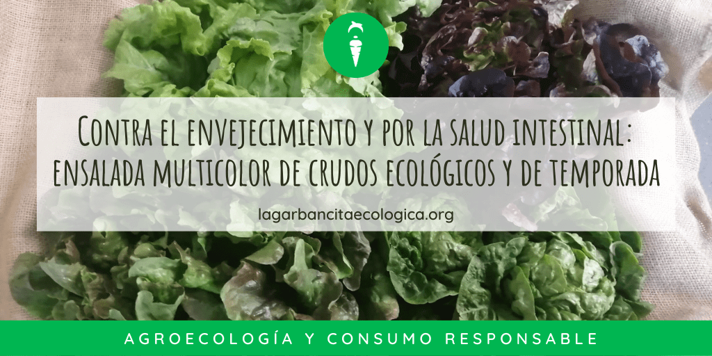 Ensalada perfecta para la salud intestinal